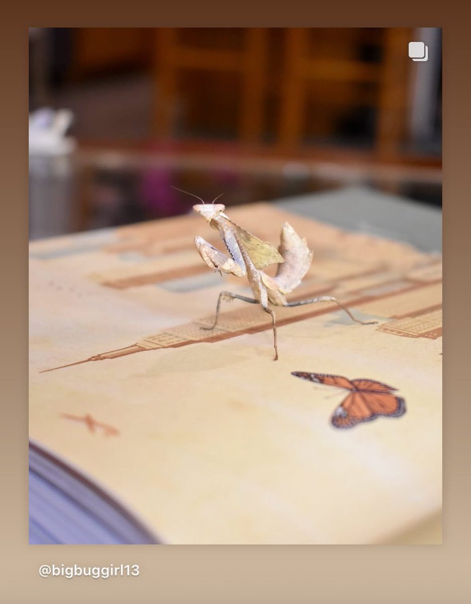 Another Insectopolis fan