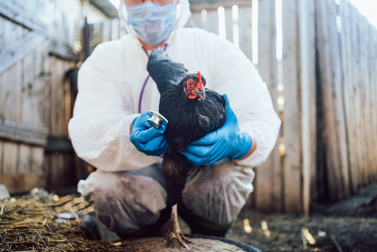 NewsMedical's tweet photo. Could Bird Flu Be the Next Global Pandemic? https://t.co/2kRB8Axqlk #BirdFlu #AvianInfluenza #H5N1 #Pandemic #Zoonotic #OneHealth #Vaccines #GlobalSurveillance #PublicHealth #ViralEvolution https://t.co/XiquNOEdkS