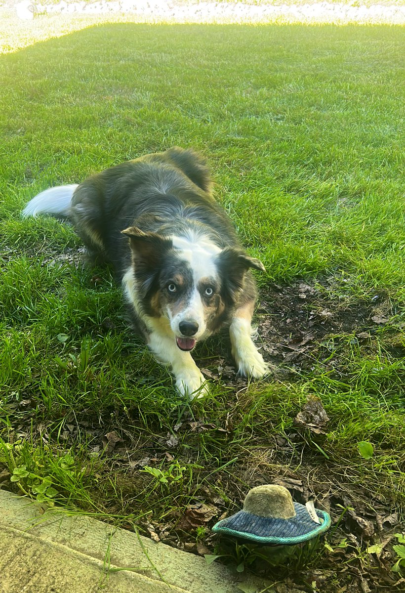 Just begging me to play 🐶