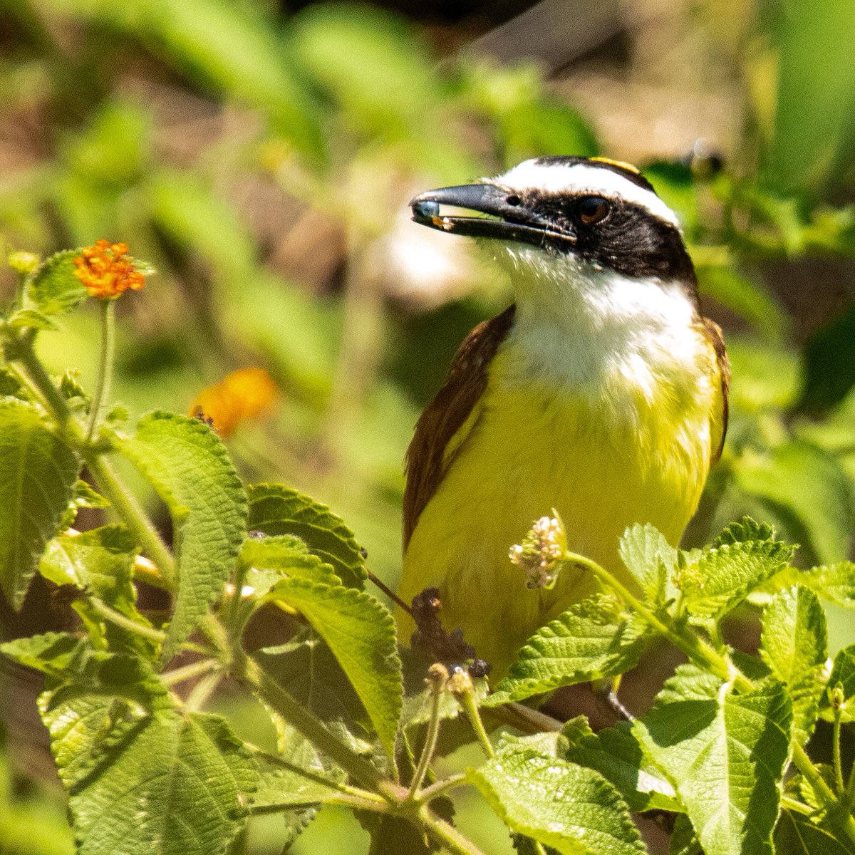 BirdsAtl's tweet photo. Great Kiskadee snacking on a berry. We saw them going into their nests in Belize. https://t.co/DRovArWO7n