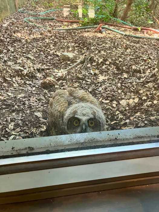 5/25  The Center posted an update with this adorable pic.  The last owlet to fledge did a little "window shopping" at the Centers Shop and Gallery after it fledge!
