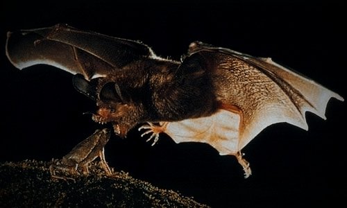 EdgarSerrano_93's tweet photo. No lo decimos nosotros, lo dice la naturaleza...

UNOS SOMOS GRANDES...
OTROS MUY PEQUEÑOS 

⚒️🦇📢

#RegneBlancNegre
#AmuntVCF 
#PutaLevante https://t.co/mV7AZwBcha