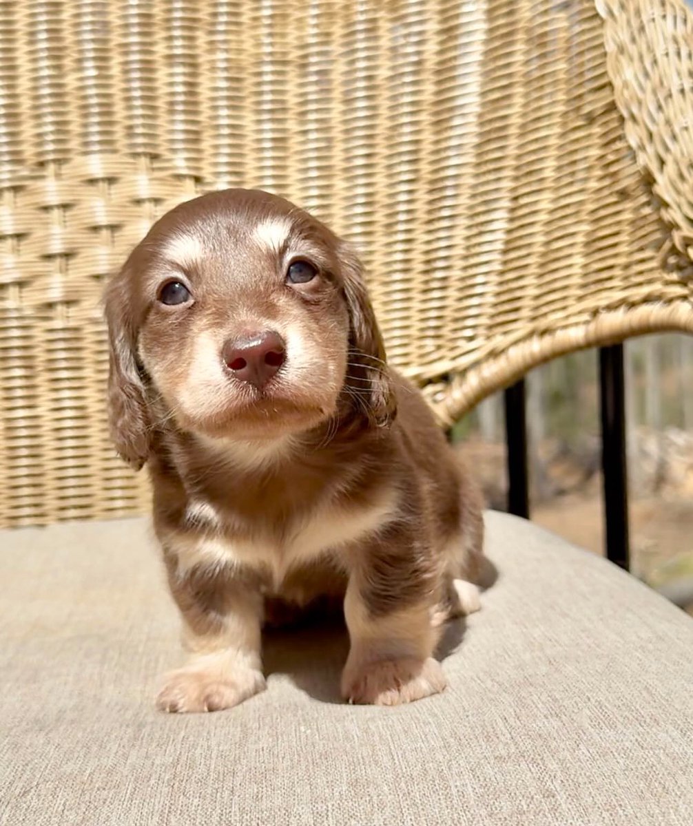 Puppies 🐶 tweet media