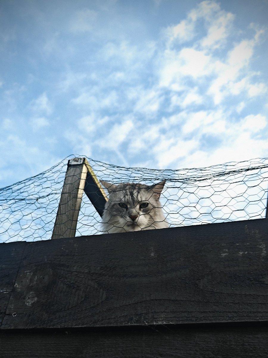 忆忆不吃鱼 tweet media