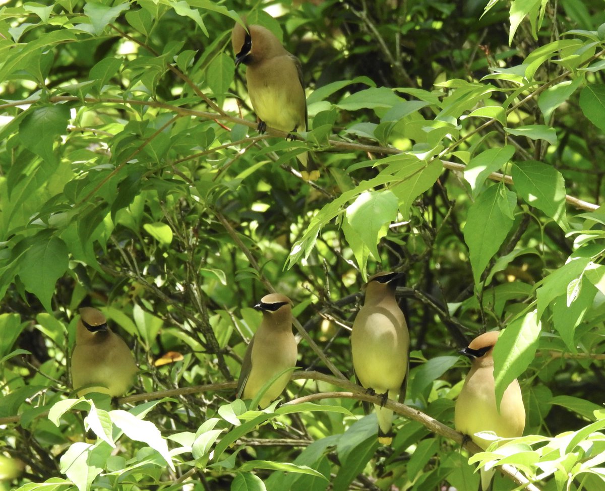 The mighty Cedar waxwings. Prospect Park today. <a href="/BirdBrklyn/">Brooklyn Bird Alert</a> <a href="/prospect_park/">Prospect Park</a>