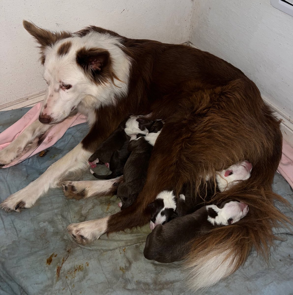 Patria parió sus cachorros el 25 de mayo. Más patriota no se existe 🇦🇷🤎