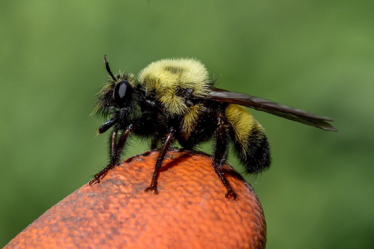 One of my favorites! An Eastern Yellow-backed Laphria (Laphria thoracica) in the backyard today. #insects #robberfly #Illinois #nature #photography #wildlifephotography