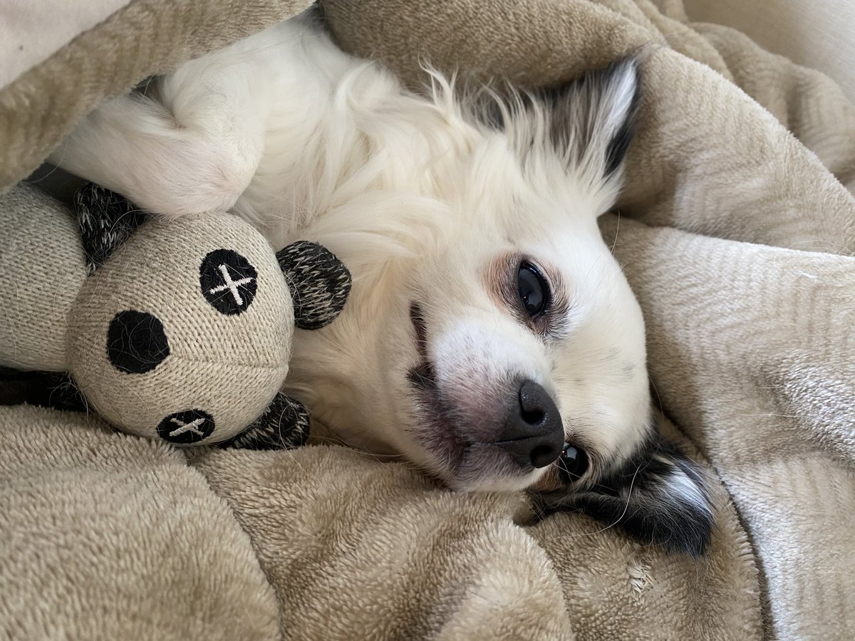 緑川　ご確認画像です☆ 緑川さんちのピノさん、めっちゃ可愛いくて写真見てるだけでも癒され