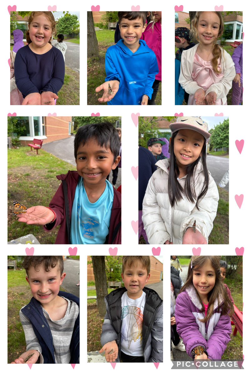 Mrs. Blair (@blairdenisa) on Twitter photo We were so lucky to have the experience of having a "home" for caterpillars in our classroom and watching them transform into beautiful butterflies! 🦋
We gathered in our Peace Garden and released them out into nature where they belong! 💗 🥰 🦋 <a href="/StAnneOCSB/">St. Anne School</a> <a href="/OttCatholicSB/">Ottawa Catholic School Board</a> We were so lucky to have the experience of having a "home" for caterpillars in our classroom and watching them transform into beautiful butterflies! 🦋
We gathered in our Peace Garden and released them out into nature where they belong! 💗 🥰 🦋 <a href="/StAnneOCSB/">St. Anne School</a> <a href="/OttCatholicSB/">Ottawa Catholic School Board</a>