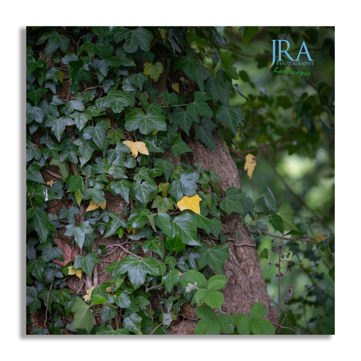 JRAtkinsonphoto's tweet photo. Almost Green 🍃
Caught in the quiet moment between seasons — the last golden leaves of winter linger while spring quietly rises beneath them. A subtle reminder that change doesn’t always shout.

#NaturePhotography #SpringAwakening #LandscapeLovers #LeafDetails #JRAPhotography https://t.co/ZoQvOB2FZD
