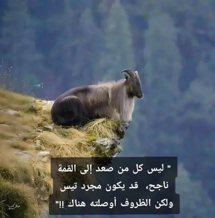 هياء (@shamooa) on Twitter photo 