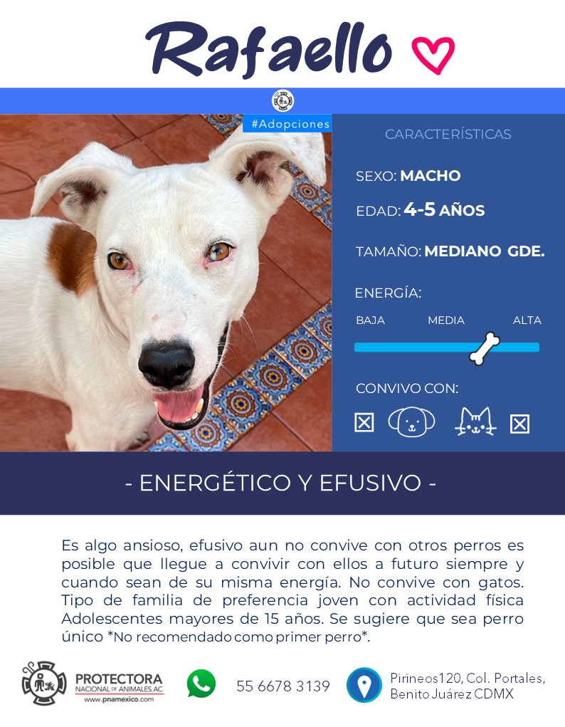 #adopciones 
🐶RAFAELLO- 4-5 años, mucha energía y efusividad, necesita actividad física.
⚡️Super poder: OJAZOS 😎

☎️5566783139

 #adoptaunperro #adoptanocompres #adopcionresponsable
   #pnamexico #Lomitos #perrosenadopcionn #mascotas  #frasesinspiradoras #petlovers #doglover