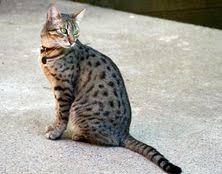 CuriousMindByte's tweet photo. Cat Spotlight: Mojave Spotted - An experimental American breed with spotted coats similar to wild cats, they're athletic, intelligent, and highly active. Despite their wild appearance, they have fully domestic temperaments. #MojaveSpotted #DesertCat https://t.co/dQYqEo2zLH