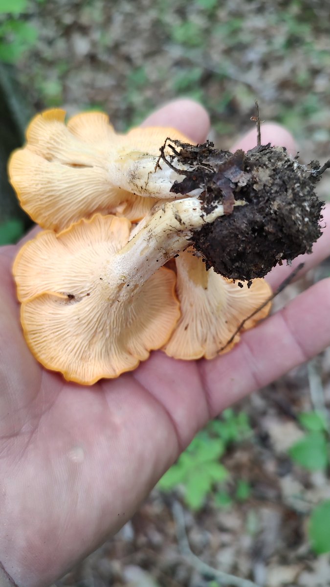 Aurelio Galli tweet media