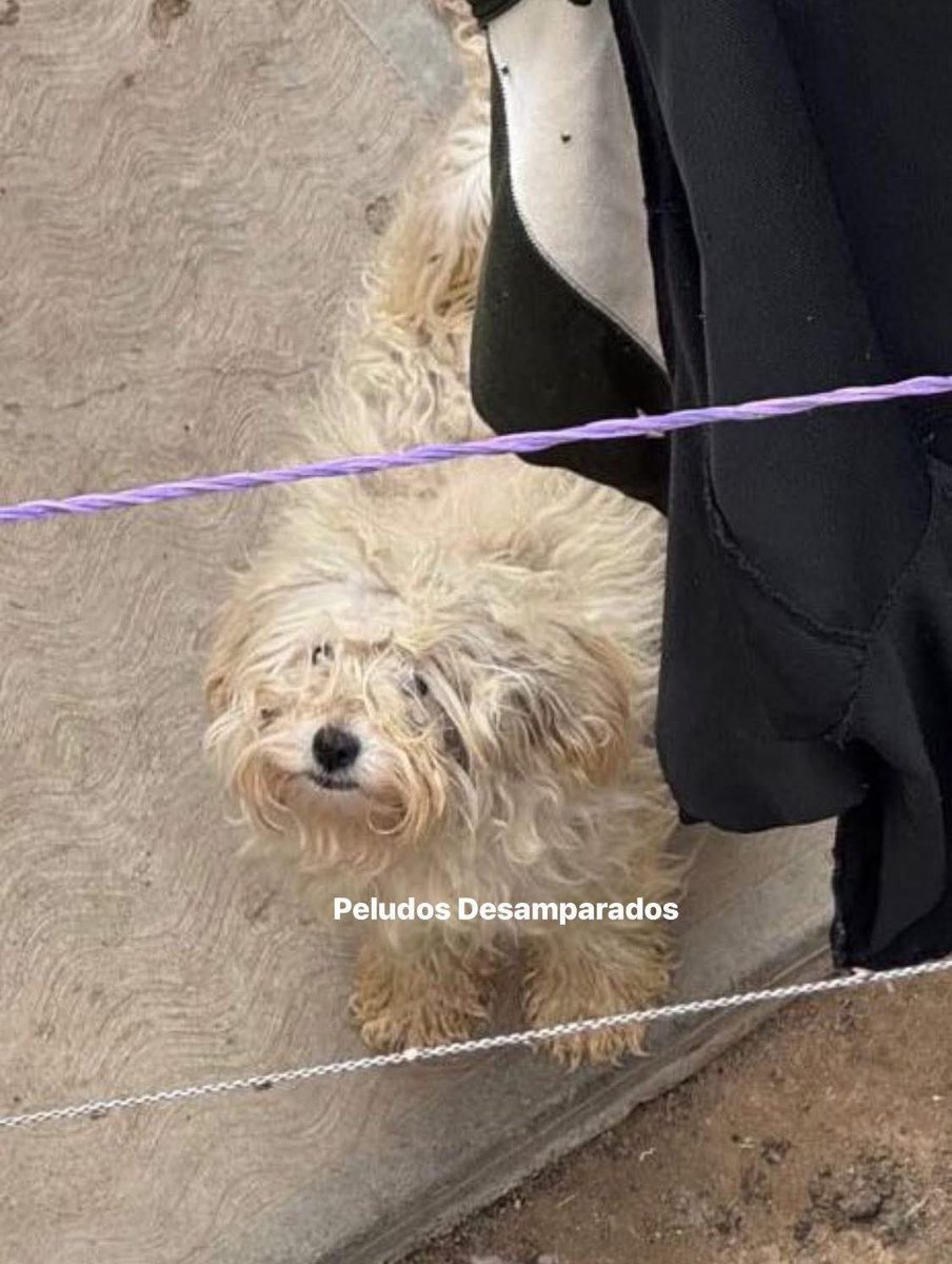 Peludos Desamparados (@plu2desampara2) on Twitter photo .<a href="/FiscaliaEdomex/">Fiscalía Edoméx</a> #𝐓𝐄𝐂𝐀𝐌𝐀𝐂 Nos reportan a 3 perros siendo cruelmente maltratados, sin alimento, golpeados.
Hoy acudimos al domicilio para dialogar con su tutora y nos los entregará voluntariamente para llaveros al médico y darles la atención que requieren .<a href="/FiscaliaEdomex/">Fiscalía Edoméx</a> #𝐓𝐄𝐂𝐀𝐌𝐀𝐂 Nos reportan a 3 perros siendo cruelmente maltratados, sin alimento, golpeados.
Hoy acudimos al domicilio para dialogar con su tutora y nos los entregará voluntariamente para llaveros al médico y darles la atención que requieren