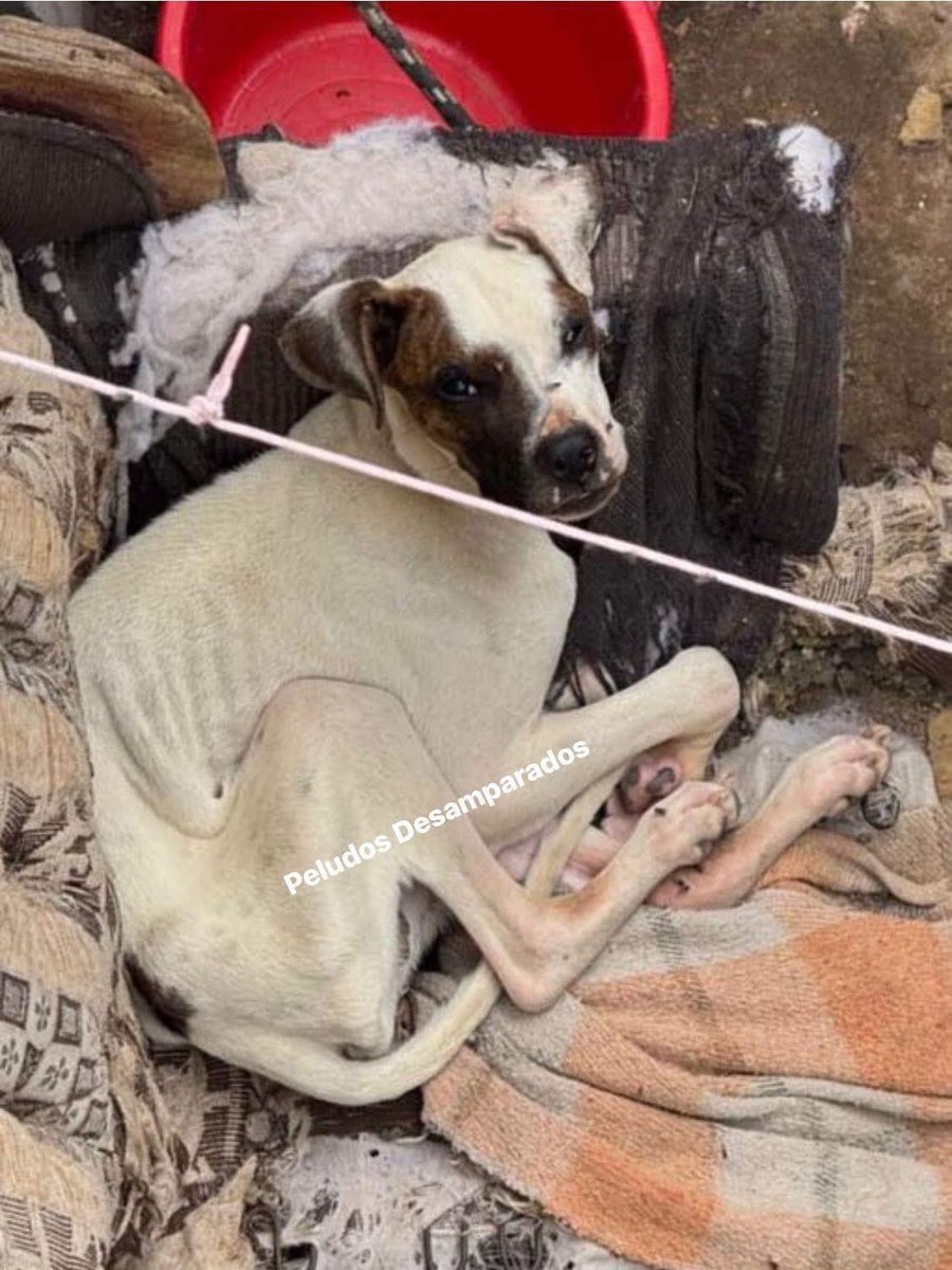 Peludos Desamparados tweet media