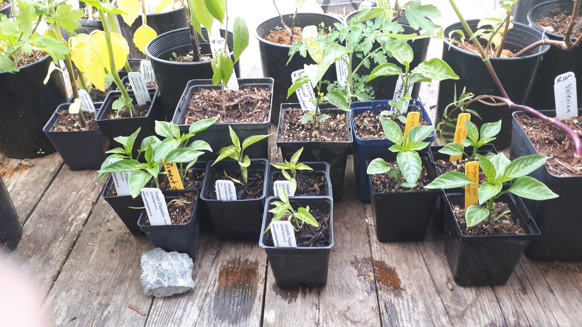 Peppers galore: jalapeno, Basque, Hungarian, California wax...
We've got peppers!
