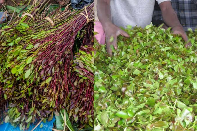 C_NyaKundiH's tweet photo. A new Bill introduced in the National Assembly by Kilifi North MP Owen Baya seeks to amend the Crops Act to differentiate miraa from muguka and ultimately delist muguka from the list of scheduled crops, a move that could strip the stimulant of its legal protections, regulatory oversight, and access to government subsidies.

The proposal, if passed, would expose over 65,000 farmers, mainly in Embu County, to economic uncertainty by allowing counties to regulate or ban muguka without national government interference.

Muguka, scientifically known as 'Catha edulis' is widely consumed for its stimulating effects but has faced growing opposition, particularly from coastal counties like Mombasa, Kilifi and Taita Taveta, citing health and social concerns.

Delisting the crop would remove it from the framework that ensures quality, research, and market support under national law, potentially collapsing a Ksh 22 billion industry and costing counties like Mombasa, which reportedly collects Ksh 1 million daily from muguka levies.