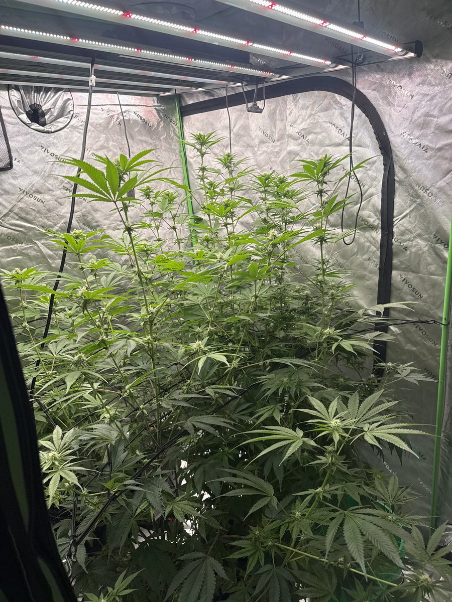 Little side angle of Fired Up by <a href="/Genetics101va/">GENETICS 101</a>  and Red Hot Glue from Robin Hood genetics.