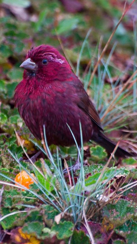 Sherley3388's tweet photo. This bird appears to be a Purple Finch (Haemorhous purpureus). Purple Finches are commonly found in North America, particularly in coniferous forests, mixed woodlands, and suburban areas. They breed in Canada and the northeastern United States
#birdss Rare seen such color bird๐ฆ https://t.co/vWtquQhN6b