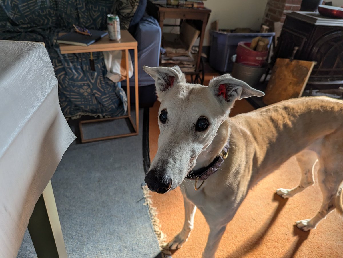 Of course I didn't finish my dinner. I'm expecting some of yours! 🍕