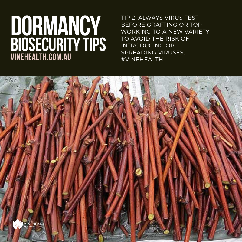 Dormancy Tip #2: Always virus test before grafting or top working to a new variety to avoid the risk of introducing or spreading viruses. #Vinehealth
