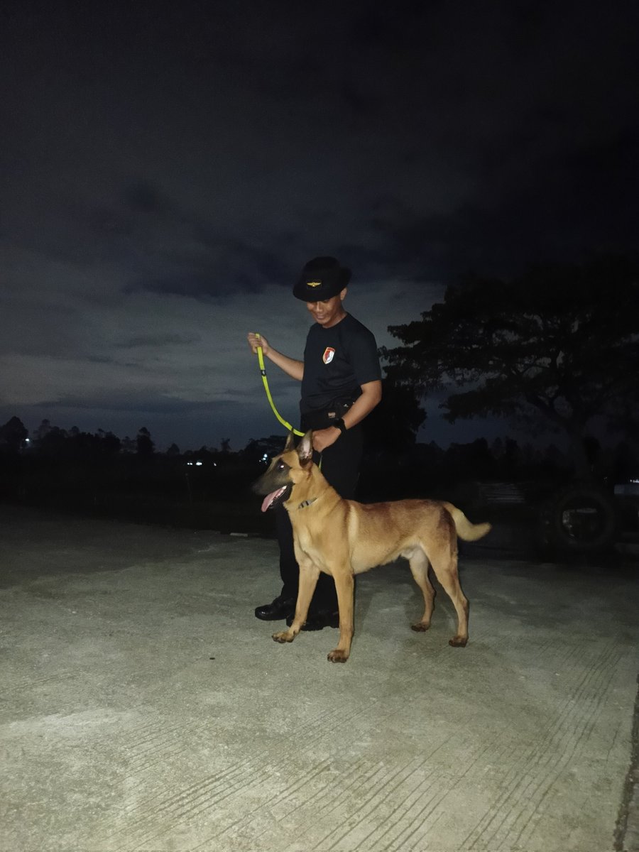 Tarsisius_Y's tweet image. Melatih kesetiaan dan keberanian di bawah langit malam. Teman setia tak selalu manusia, kadang mereka berbulu dan penuh semangat.
#K9 #DogTrainer #SecurityDog #AnjingPelacak #WorkingDog #NightTraining #Malinois #DogLovers #AnimalTraining #DogsOfTwitter #TrainingSession #PatrolDog