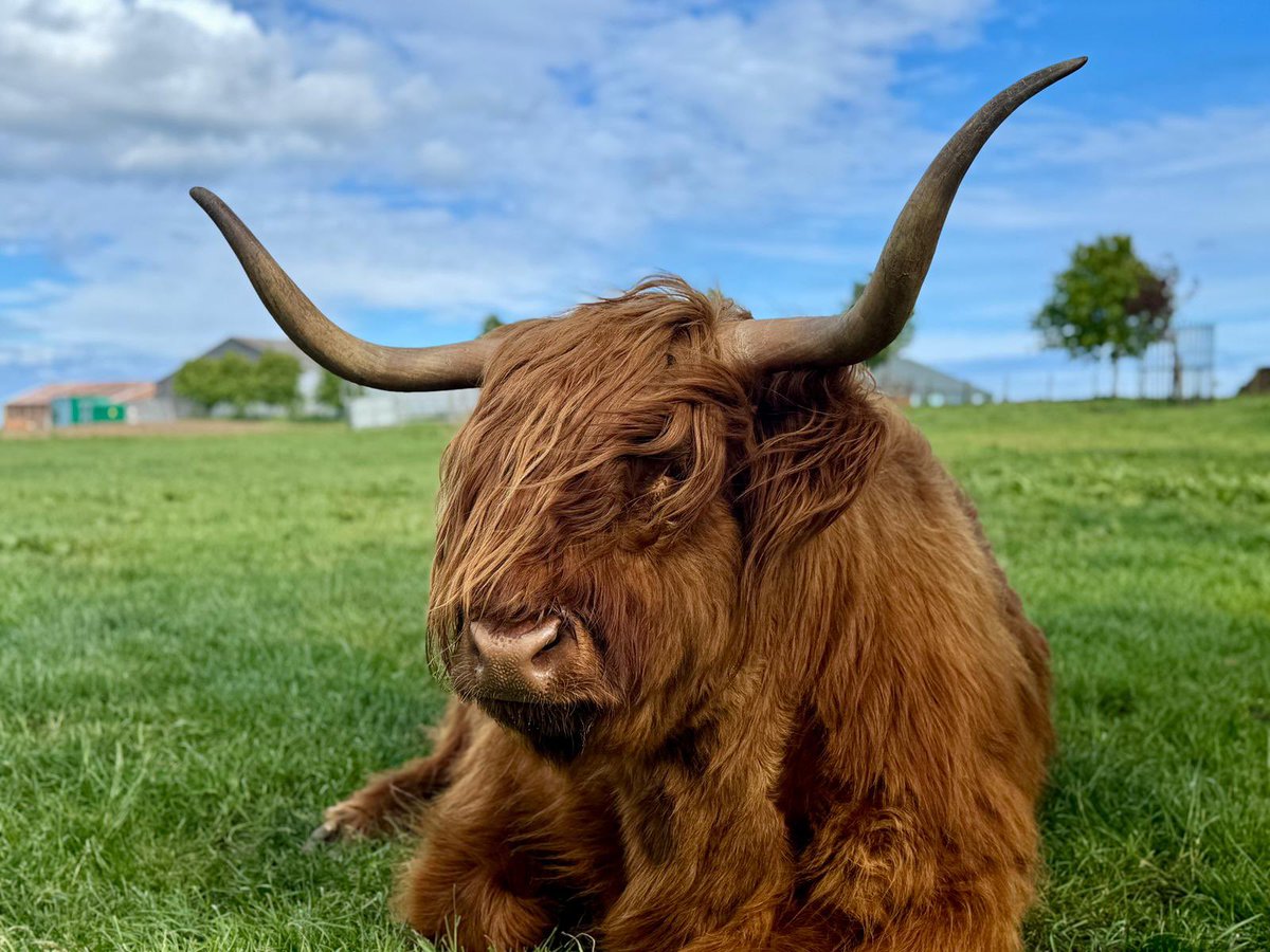 Guilford College Sport Studies tweet media