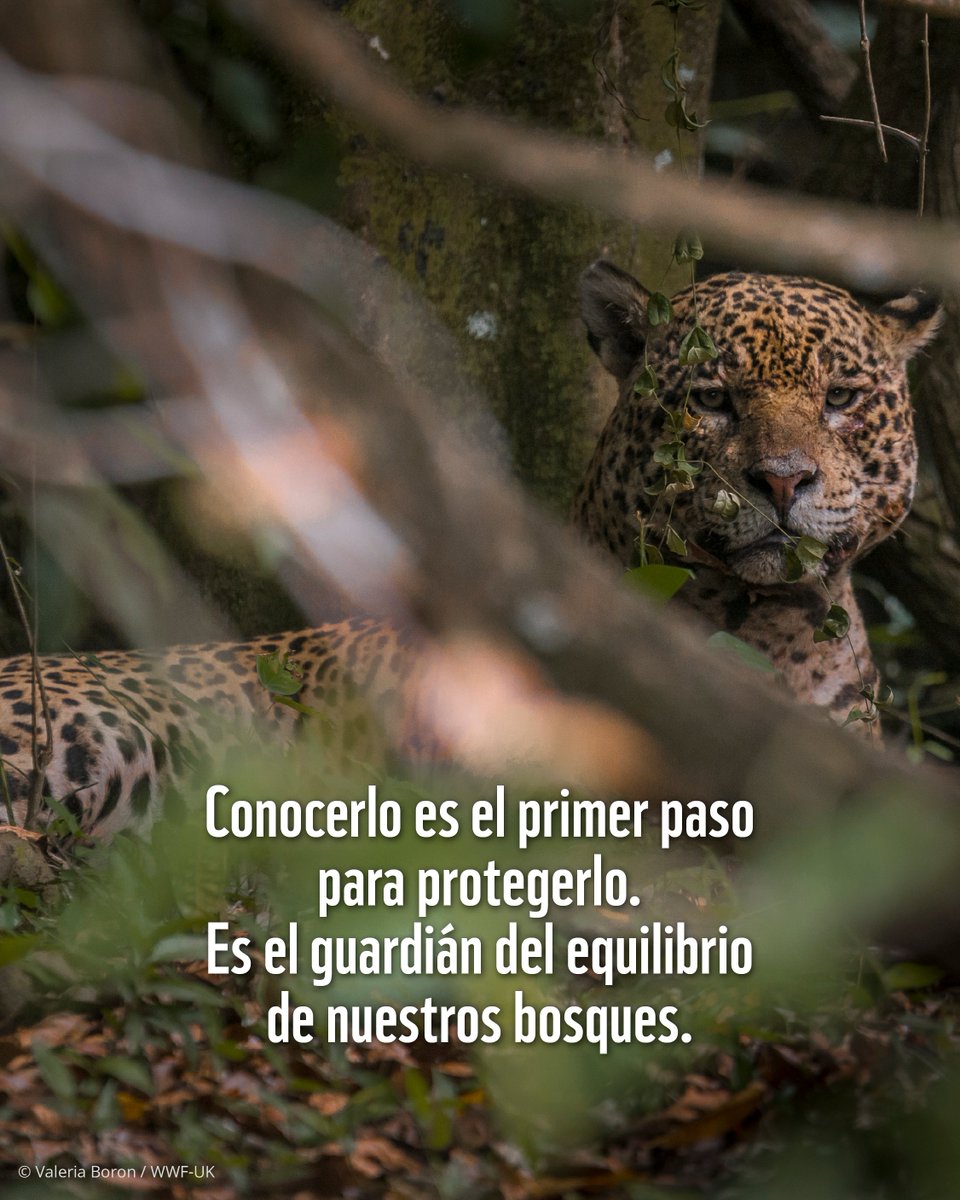 El jaguar no solo ruge, también es clave para mantener el equilibrio de los bosques.
Hoy, la deforestación, la caza y más amenazas lo están acorralando y dejándolo sin un espacio para rugir.
¡Hoy necesitamos escuchar ese rugido más nunca!
