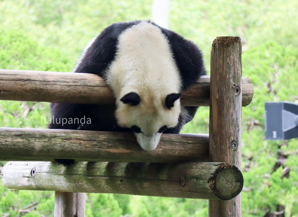 たれぱんだ彩浜
#彩浜 #アドベンチャーワールド