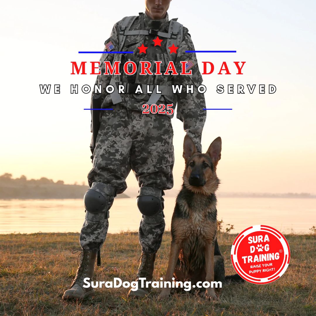 SuraDogTraining's tweet photo. Happy Memorial Day -- we honor and respect ALL who served! πΊπΈ
#MemorialDay
#dogs #puppies #kitsap #relationshipbeforetraining #doglife #dogtraining https://t.co/wxJewcrHP7