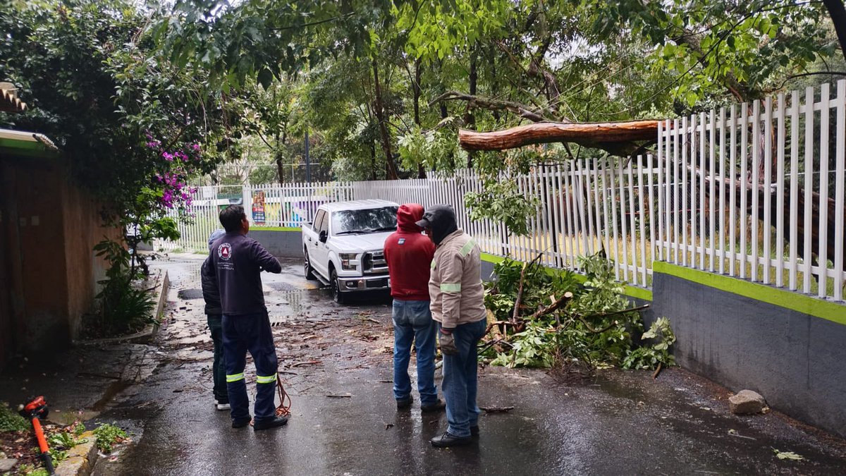 cuajimalpa_gob's tweet photo. Nuestras brigadas de Protección Civil y la Dirección General de Servicios Urbanos acudieron al retiro de un árbol que cayó tras la lluvia de esta tarde en la colonia #LaNavidad donde no se registraron personas heridas o daños materiales.
#CuajimalpaSegura https://t.co/r5GScn1769