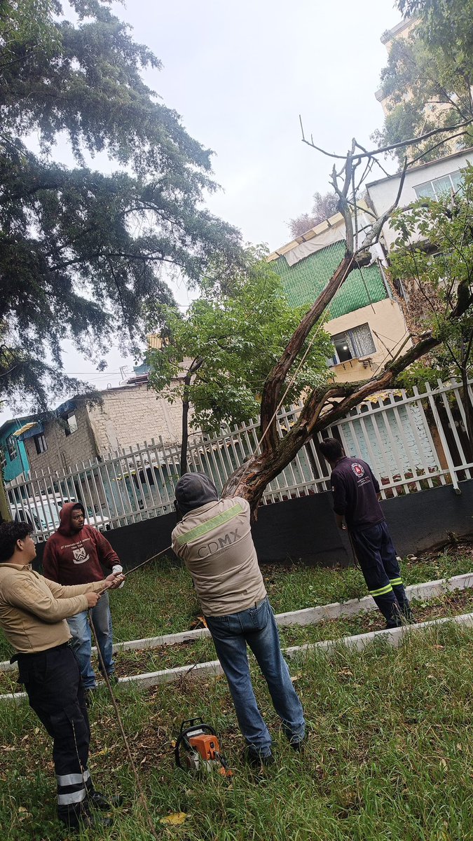 cuajimalpa_gob's tweet photo. Nuestras brigadas de Protección Civil y la Dirección General de Servicios Urbanos acudieron al retiro de un árbol que cayó tras la lluvia de esta tarde en la colonia #LaNavidad donde no se registraron personas heridas o daños materiales.
#CuajimalpaSegura https://t.co/r5GScn1769