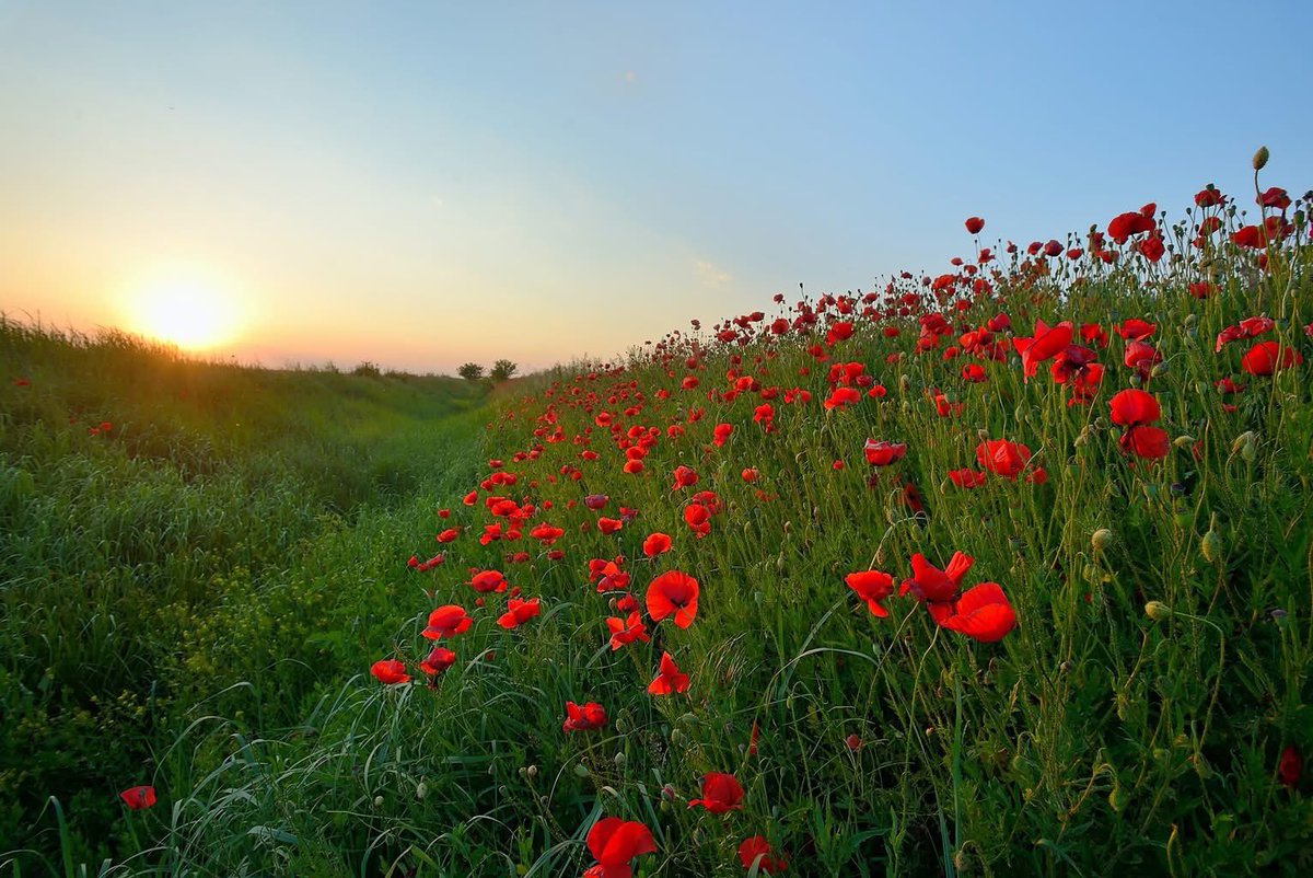 LivingstonFeder's tweet photo. This Memorial Day, let's take a moment to honor the brave who have made the ultimate sacrifice for our country. In remembrance, we invite you to share a photo of your loved ones who have served so we can come together to commemorate those that fought for freedom. #MemorialDay2025 https://t.co/FAZ0U1Ebrb