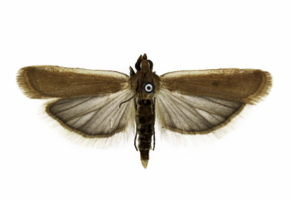 Zootaxa's tweet photo. #Species of the #genus #Ancylosis Zeller, 1839 (#Lepidoptera: #Pyralidae: #Phycitinae) from #Ningxia #HabahuNatureReserves of #China
#taxonomy
https://t.co/zW2u1GTBVa https://t.co/USE6wuEDHg