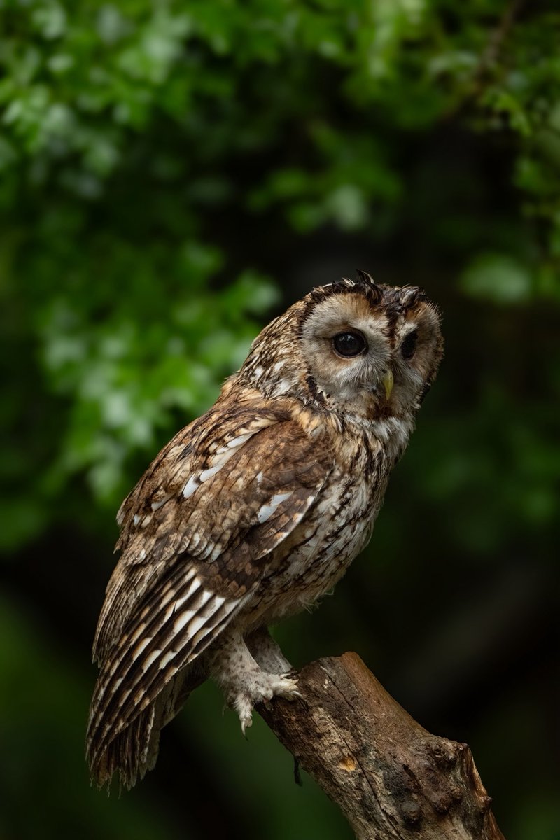 craig1979Smith's tweet photo. Tawny Owl from this evening in the rain and wind, Lancashire. One owlet decided to keep dry @BBCSpringwatch #Springwatch #springwatch20 @RSPBEngland @Natures_Voice @RSPBbirders https://t.co/wsAOEjInUu