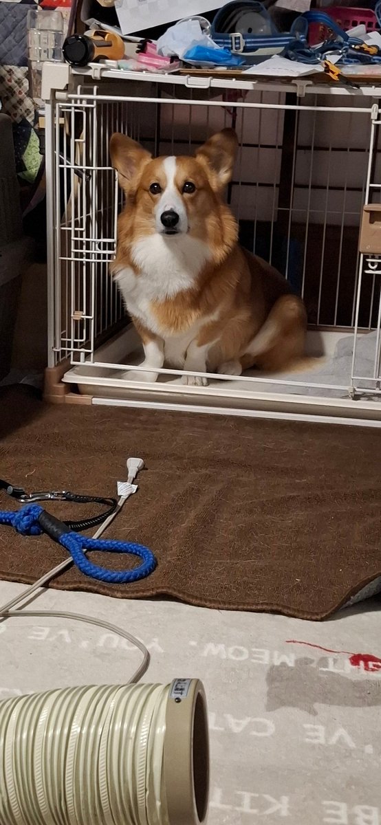 先生にデブ認定されたコタタさん1ヶ月で400gダイエットに成功する😇
来月には薬代が安くなりそう😇