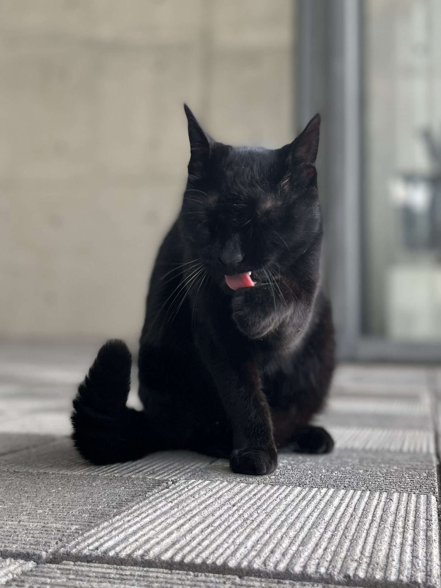 ねこ 尾道市立美術館 on X: 