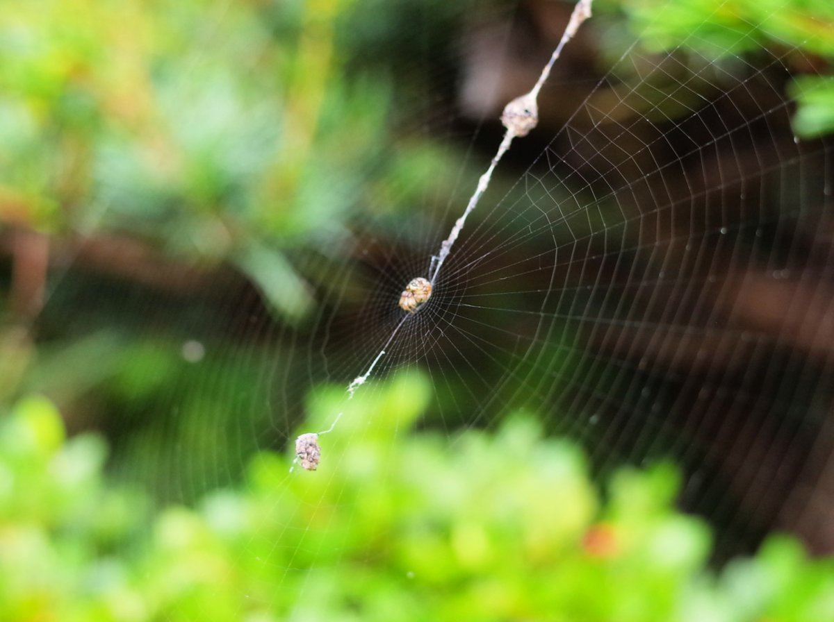 庭で見つけた
黄金比？
くもの巣..