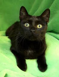 CuriousMindByte's tweet photo. Cat Spotlight: Pantherette - An experimental breed developed to resemble miniature black panthers, Pantherettes have sleek black coats, muscular bodies, and green or gold eyes. They're athletic, intelligent, and require ample enrichment. #Pantherette #MiniPanther https://t.co/g06LzQ8FyM