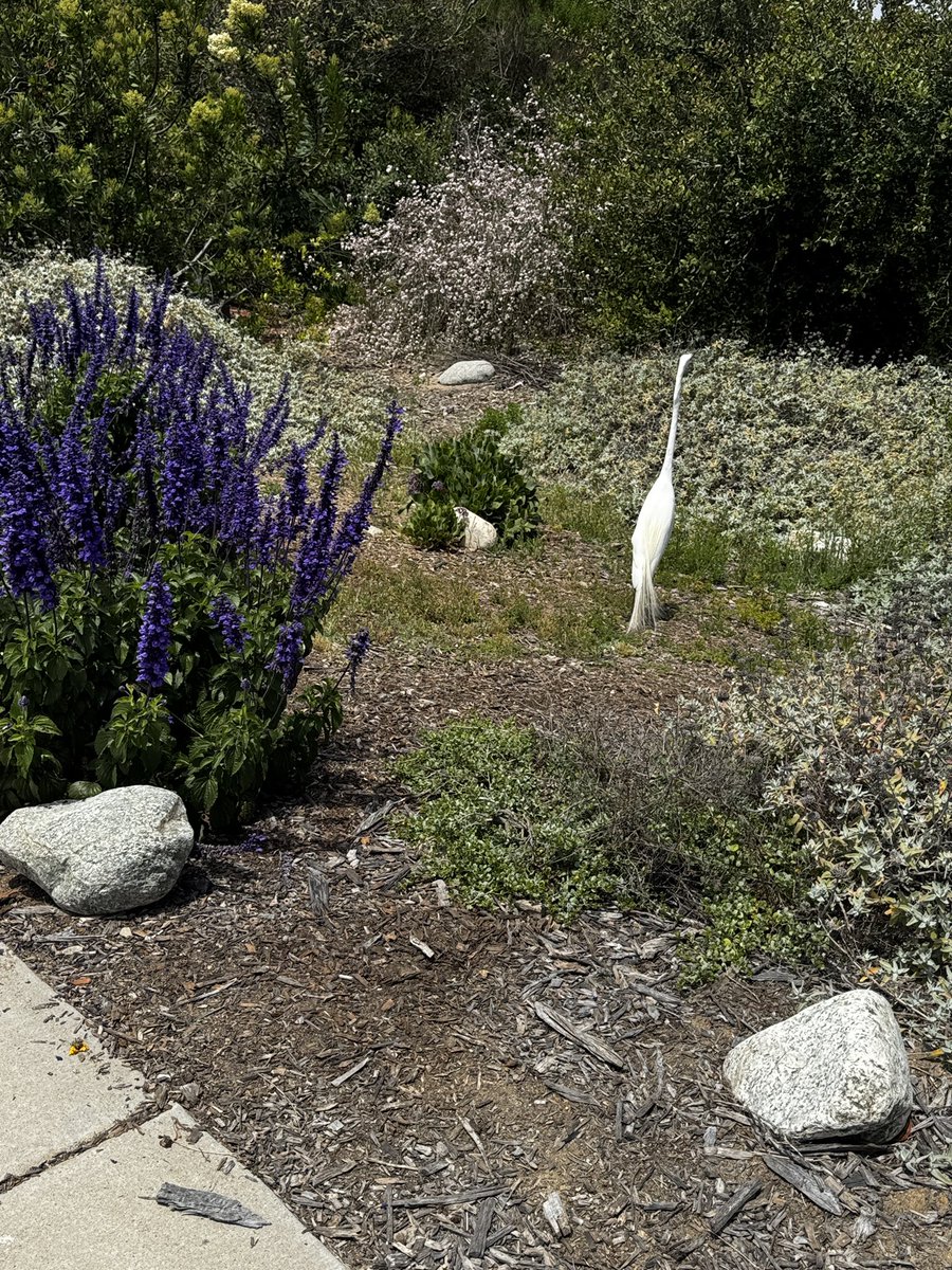 sheevaun's tweet image. Be so calm that nature walks with you.