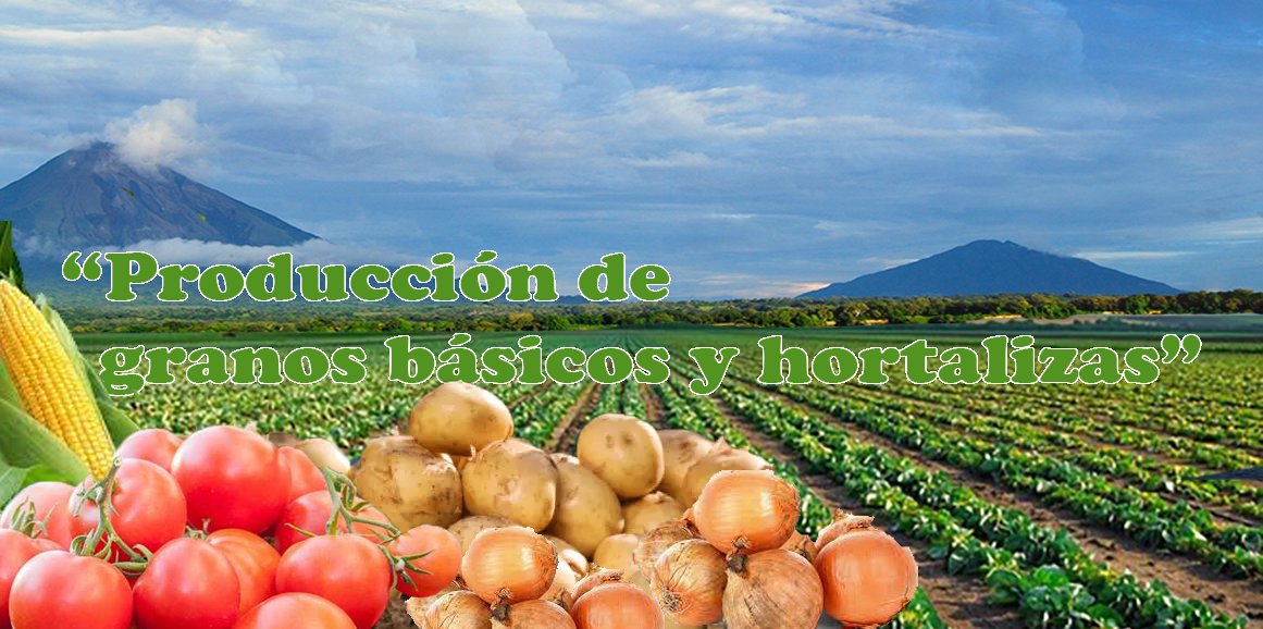 La producción de granos básicos y hortalizas en el pasado año 2024 fue: Arroz 4.8 millones de qq.  Frijol rojo 3.4 millones de qq. Maíz 7.4 millones de qq. Tómate 1.4 millones qq. Cebolla 478.4 mil de qq. Chiltoma 423 mil qq. Papa 1.5 millones de qq. Zanahoria 944.6 mil qq
