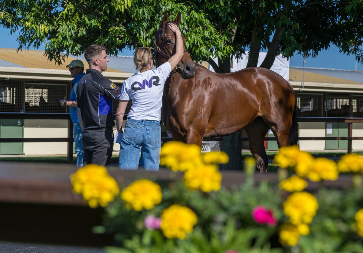The following Chris Waller Racing draft of racefillies and mares today on Day One of the National Broodmare Sale will be offered unreserved:
Lot 413 - Hatasu
Lot 417 - Humid
Lot 433 - Little Jeanie
Lot 437 - Makena
Lot 475 - Sensory
Lot 489 - Super Chilled
Lot 496 - Valetudo
Lot