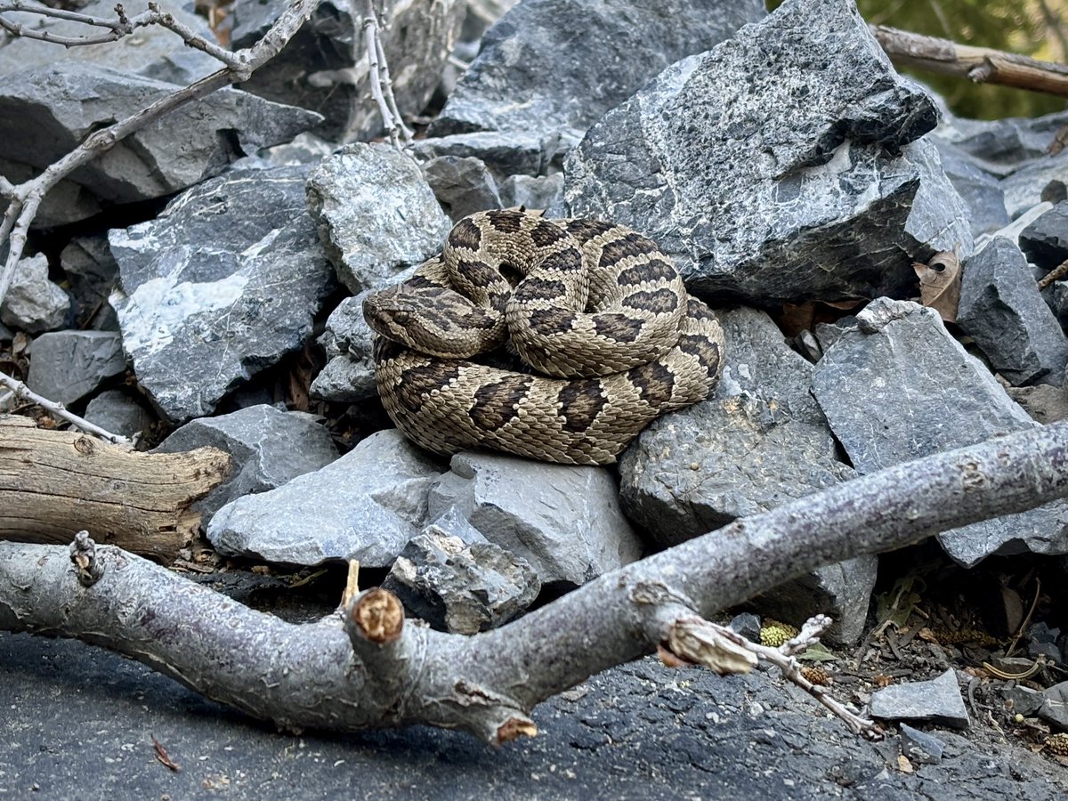 PrestonPhotog's tweet image. Saw this little guy on the trail today, only had my phone on me to get a picture.