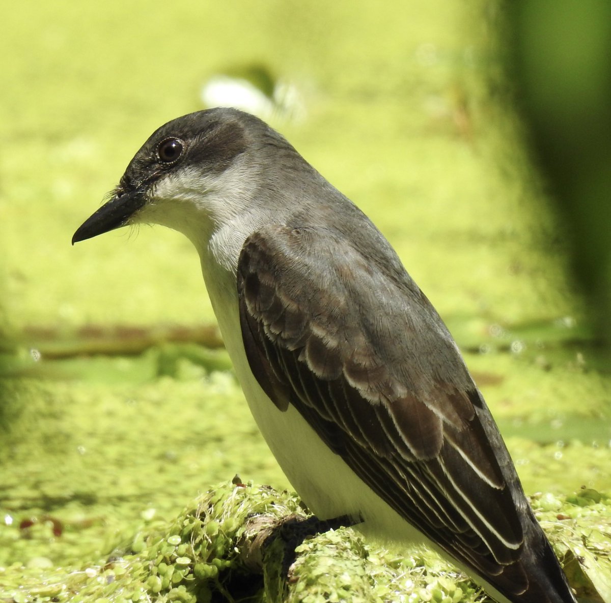 Eastern kingbird in Prospect Park today.
<a href="/BirdBrklyn/">Brooklyn Bird Alert</a>