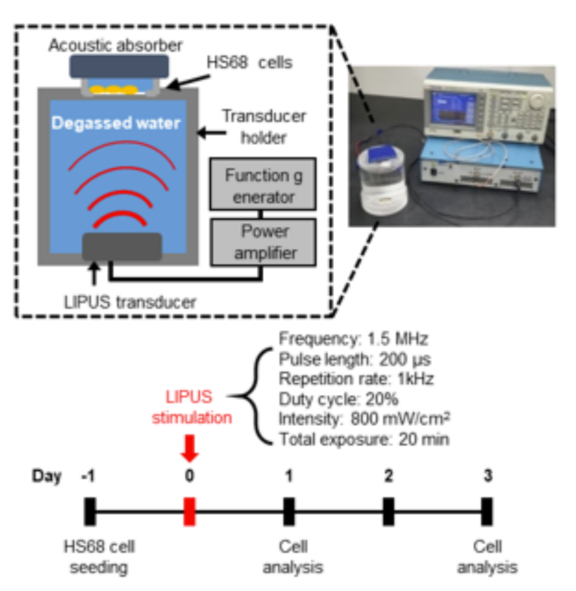 exosome's tweet photo. Want to kill senescent cells in vivo...apparently you can sensitize them to immune mediated killing with low intensity pulsed ultrasound #LIPUS
https://t.co/Vgy9BpmAXP https://t.co/vcZUh63eaN