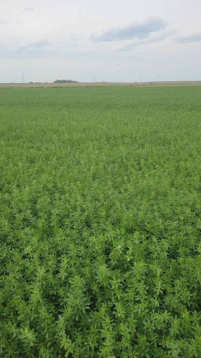 Maybe hard to see, but there is a rectangle in this alfalfa field where the stand goes from knee high to barely ankle high. It squares off with the headland and the edges are straight. What gives?