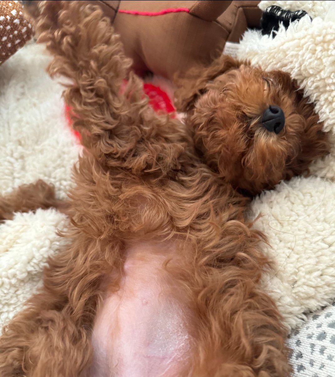 Gemma takes Mondays off from her fitness training. 🐾💤

#gemma #doggy #doglife #cute #rossvalory #throwbackmonday #dogyoga