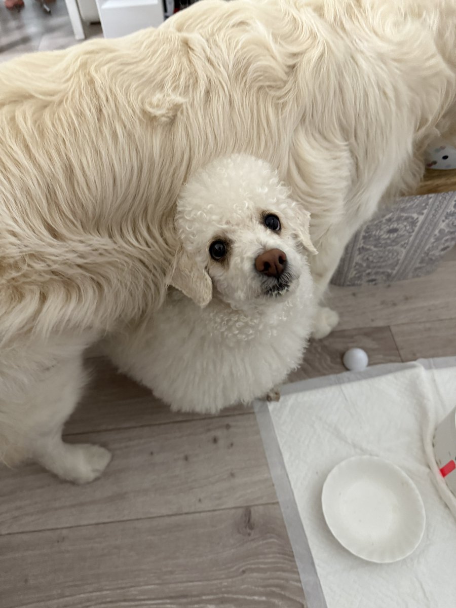 muuuuuu72's tweet image. 大型犬の下から小型犬