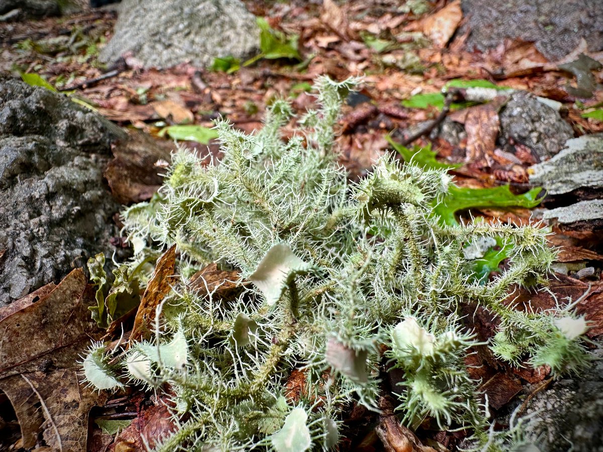 gregorygteves's tweet photo. Forest Details and Textures
#Photography
#NaturePhotography
#TexturePhotography
#OutdoorPhotography
#VisualPoetry
#PhotographicArt
#MinimalNature
#StillLifeNature
#OrganicShapes
#EarthTextures
#NaturalComposition
#FoundTextures
#Eastcoastkin https://t.co/zFb12wlU3N